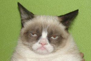 grumpy cat grumpycat mug shot tardar sauce Grumpy Cat Grumpy Cat Mug ...