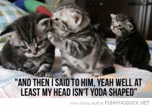 cute cat kitten lolcat animal whisper ear yoda shaped head star wars ...