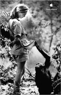 Jane Goodall & Chimps