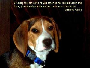 dog quotes funny dog quotes and sayings cute dog quotes dog training ...