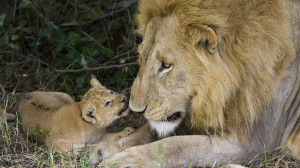 Leeuwen wallpaper met een grote leeuw met haar jong | HD leeuw ...