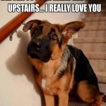 ... Dog Quotes Sad Dog Quotes Dog And Cat Quotes Dog Best Friend Quotes