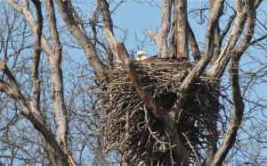 Bald Eagle Nests Are Massive