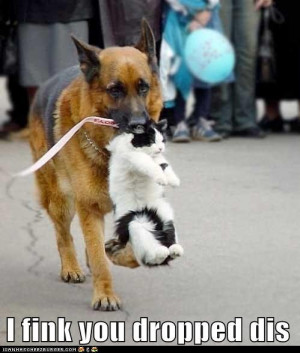 Funny cats vs funny dogs .