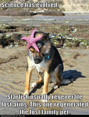 german shepherd - Loldogs - Dogs - Puppy Dog Pictures - I Has A Hotdog ...