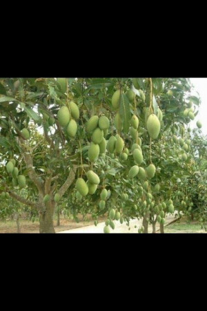 Mango tree: I Want One!!!