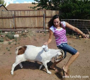 Funny Goat | Facts And New Pictures