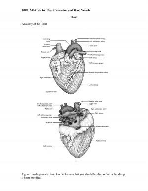 Anatomy Sheep Heart Dissection