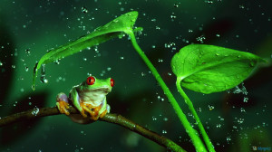 Frog And Rain 1600×900 Wallpaper