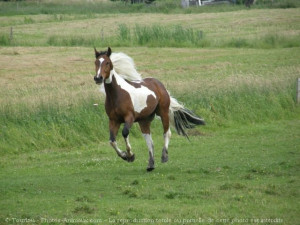 Photo Cheval Race Paint Horse