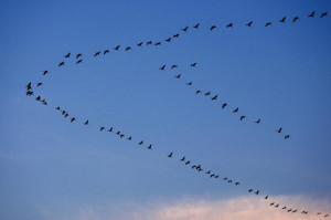 Birds’ familiar “V” formation demonstrates their acute knowledge ...