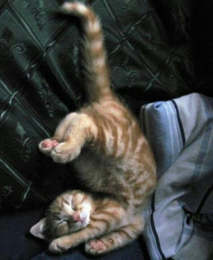 Funny Kitty, Sleepy Kitty, Yoga Poses, Sweets Dreams, Crazy Cat, Cat ...