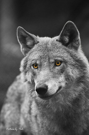 gray wolf with brown eyes