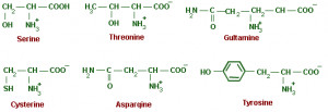 Amino Acids Chart Polarity Polar amino acids with no