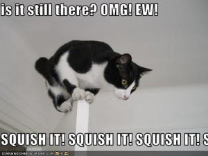 Are You Afraid of Spiders?