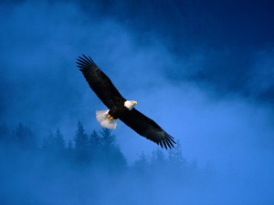 Soar Like an Eagle