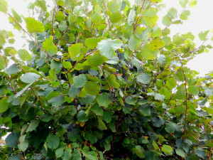 View our full range of fast growing hedge plants and very fast growing
