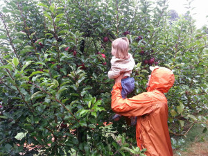 ... apples, hayride, petting zoo, apple canon, and a pony ride for $20