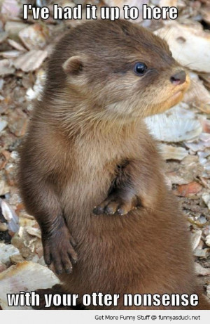 otter nonsense animal tired angry funny pics pictures pic picture ...