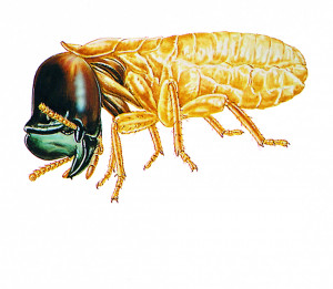 Stink Bug Control Termite