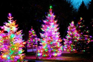 Bright and colorful christmas trees