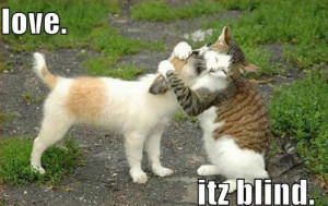 Funny Puppy ! - puppies Photo