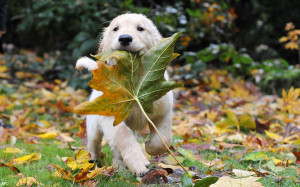 Puppy, animal, autumn, dog, leaf, puppy