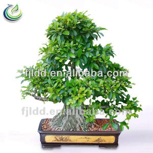 Large outdoor & style roots Ficus Bonsai trees