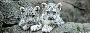Snow leopard facebook timeline cover picture