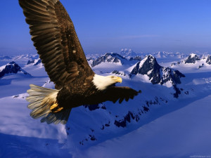 hd eagle wallpaper hd eagle wallpaper hd eagle wallpaper