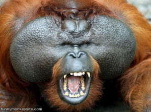 Hilarious Monkey Face : This picture was posted 7/18/2011, it has ...