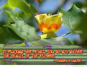... Her Petals, You Do Not Gather The Beauty Of The Flower - Beauty Quote