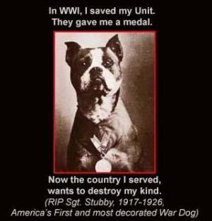 ... . Stubby - America's First and most decorated War Dog was a Pit Bull