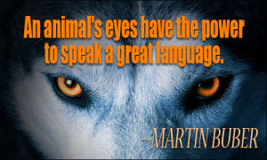 Animal Quote Martin Luther King