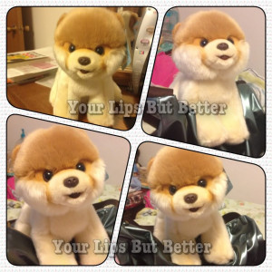 ... he is a Pomeranian with a funny hair cut? :) Anyway, he is adorable
