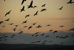 geese goose flying bird