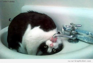 Chat qui Boit au Robinet