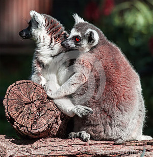 lemur-pair-lemurs-sitting-funny-pose-33299528.jpg