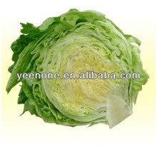 2013 Fresh Iceberg lettuce price