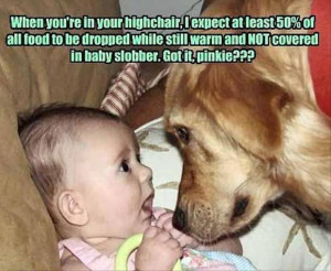 funny dog pictures (16)