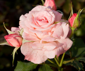 ROSE - Repository for Open Software Education