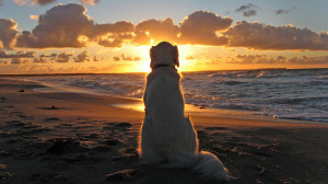 Eco Dog’s Beach Guide: Keeping Carpinteria’s Beaches Healthy