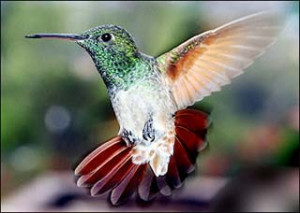 AFP photographer Omar Torres captured this hummingbird in flight in a ...