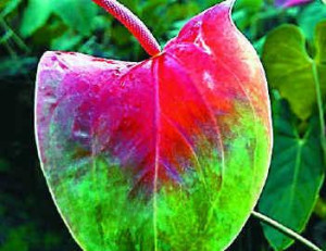 Anthurium — a flower with potential in domestic, global markets