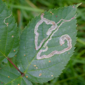 Aspen Leaf Miner