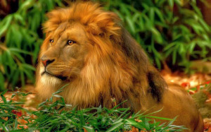 21 Incredible Pics of African lion's, White Lions, Baby Lions