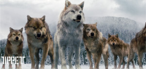 Nouvelles photos des loups dans Breaking Dawn part 2