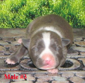 Thread: We Just Had A Litter Of Pitbull Puppies