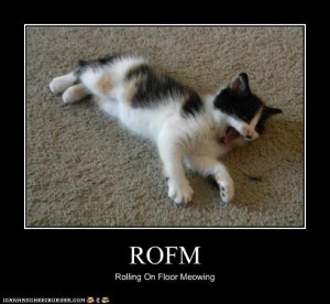 Media RSS Feed Report media roll on floor cat (view original)