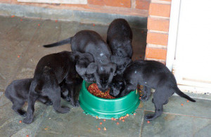 Time to Eat! Teaching Your Puppy Mealtime Manners